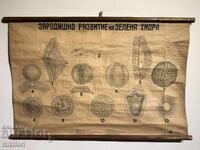Соц Учебен Плакат Табло Зелена Хидра 1949г