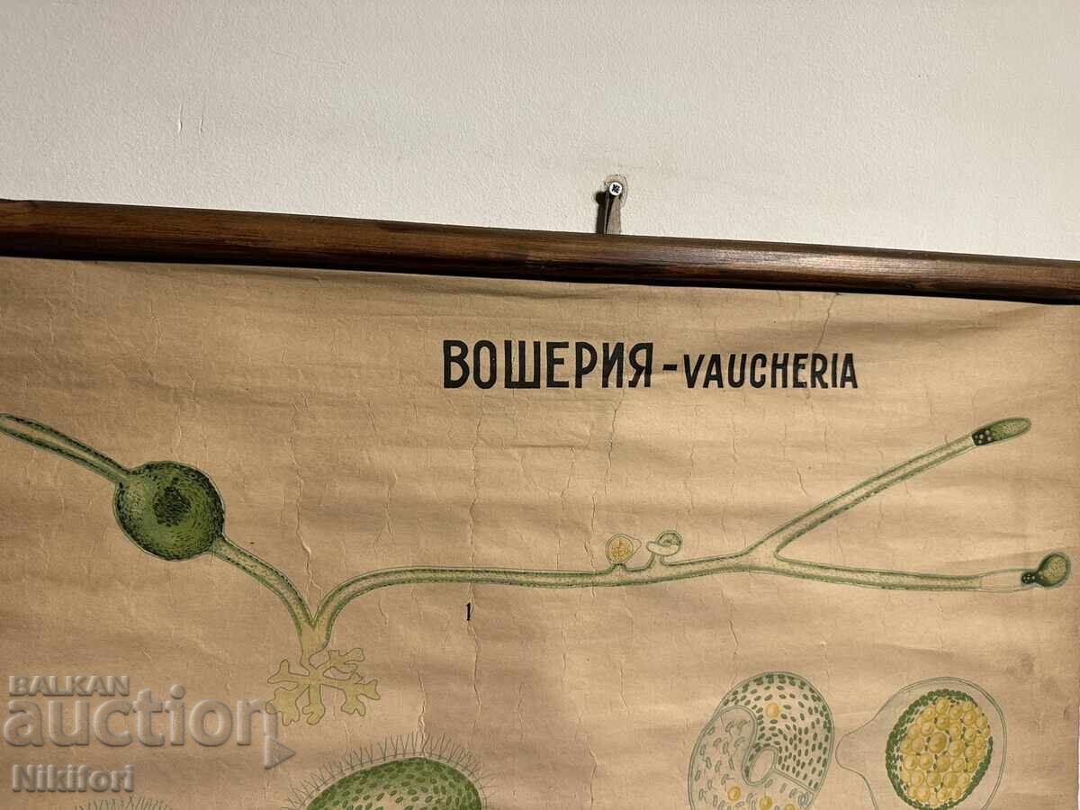 Σοσιαλιστικό Εκπαιδευτικό Πόστερ Πίνακας Πλυντηρίου με τιμή 65.00 BGN | € 33.23