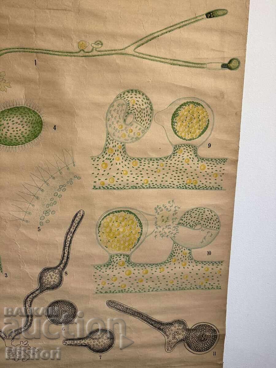 Δημοπρασία Σοσιαλιστικό Εκπαιδευτικό Πόστερ Πίνακας Πλυντηρίου