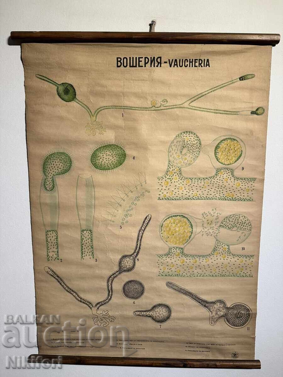 Σοσιαλιστικό Εκπαιδευτικό Πόστερ Πίνακας Πλυντηρίου