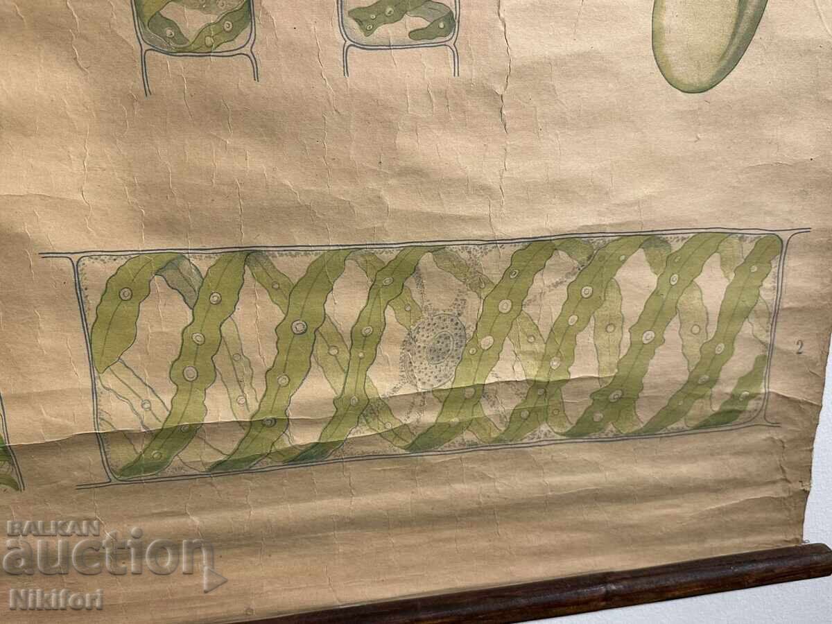 Σοσιαλιστικό Εκπαιδευτικό Πόστερ Πίνακας Φύκια με τιμή 65.00 BGN | € 33.23