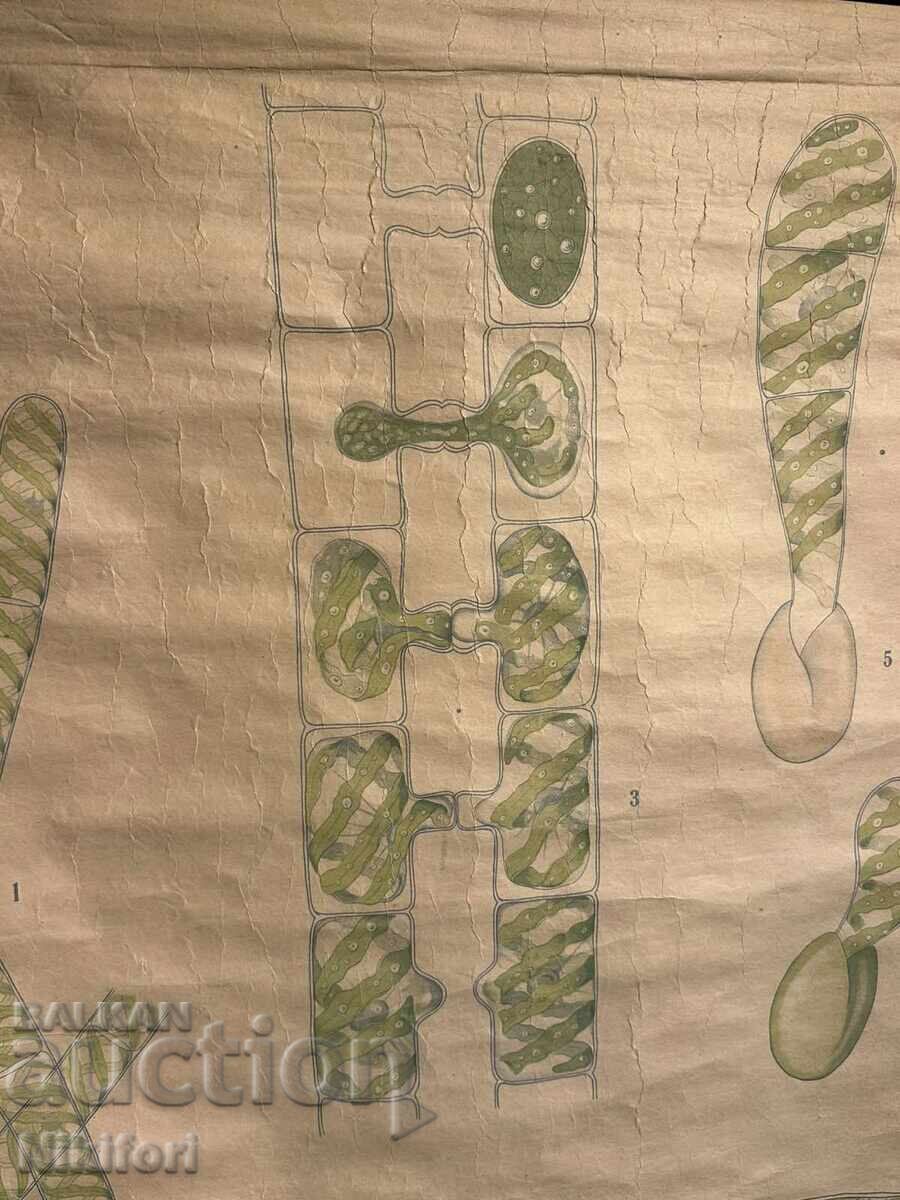 Δημοπρασία Σοσιαλιστικό Εκπαιδευτικό Πόστερ Πίνακας Φύκια