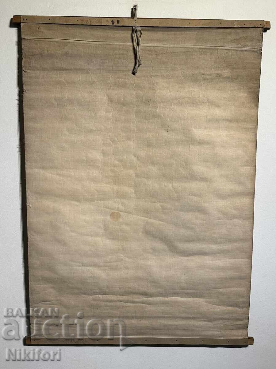 Σοσιαλιστικό Εκπαιδευτικό Πόστερ Πίνακας Φύκια - 5