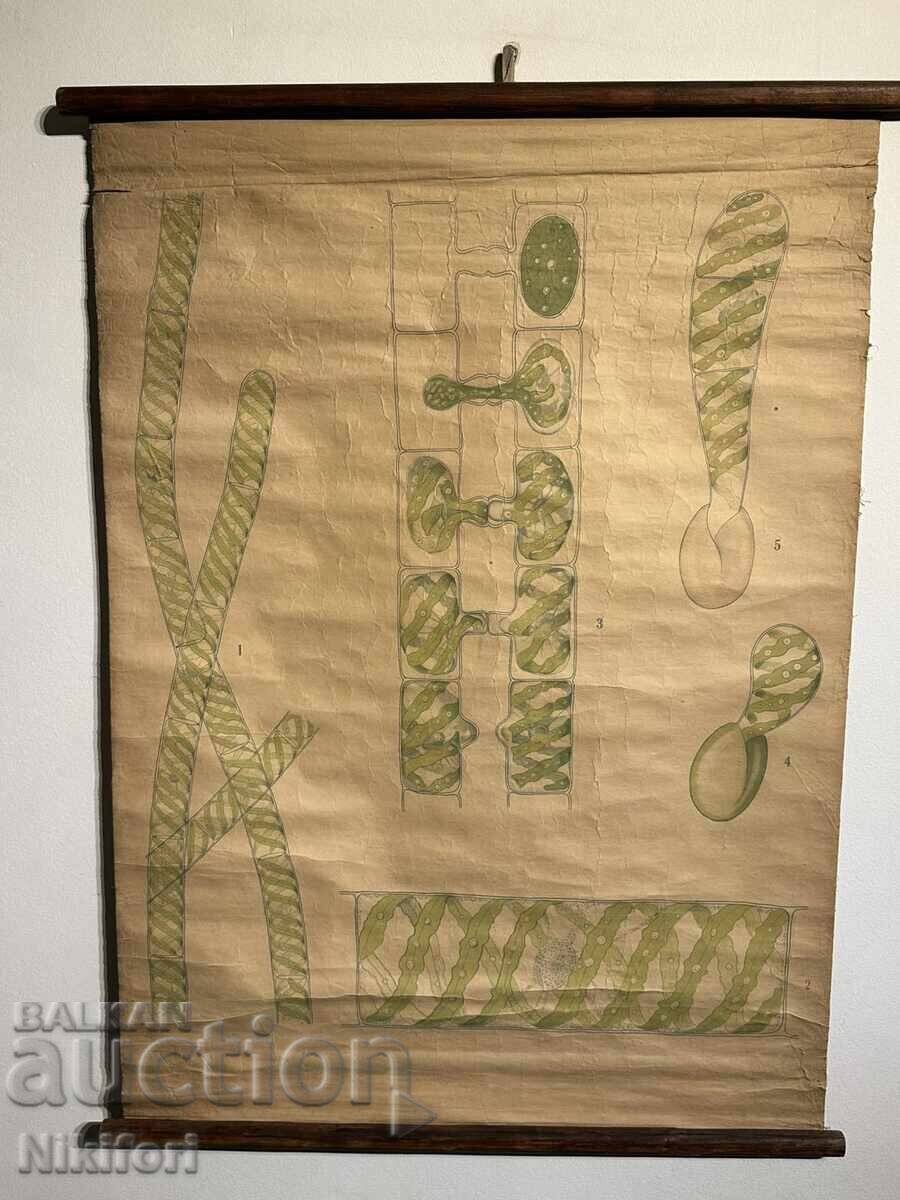 Соц Учебен Плакат Табло Водорасли