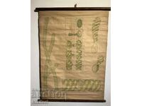 Σοσιαλιστικό Εκπαιδευτικό Πόστερ Πίνακας Φύκια