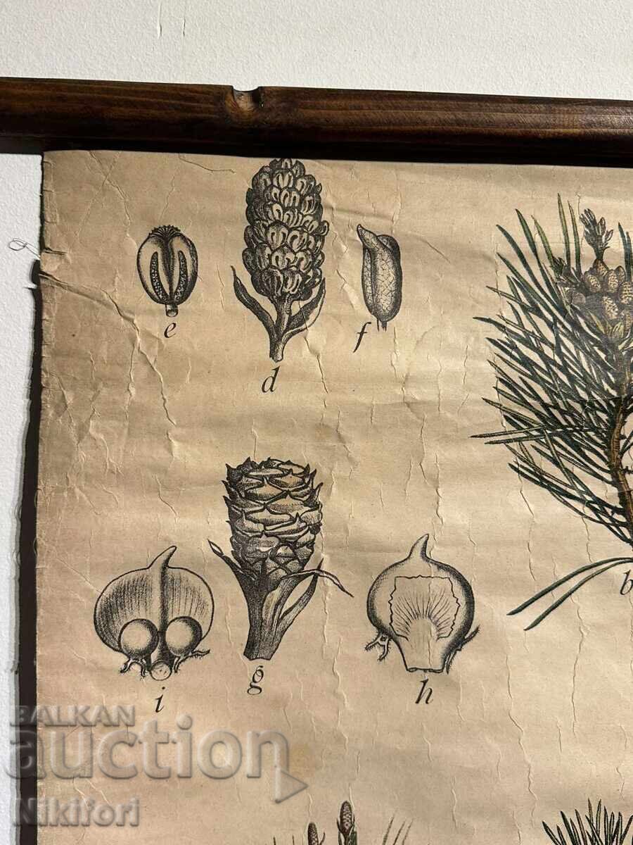 Σοσιαλιστικό Εκπαιδευτικό Πόστερ Πίνακας Πίνακας με τιμή 70.00 BGN | € 35.79