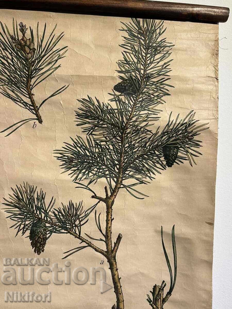 Licitație Afis Educativ Social Planșă Tablou