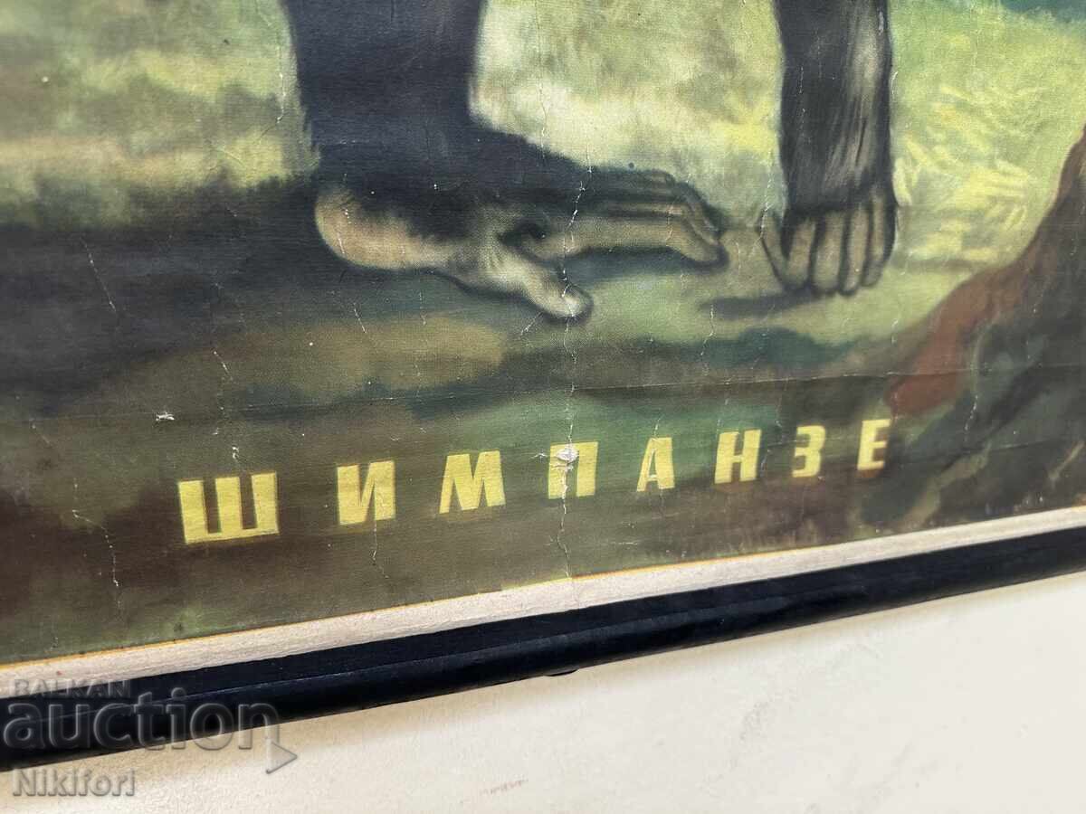 Σοσιαλιστικό Εκπαιδευτικό Πόστερ Πίνακας Χιμπατζής με τιμή 70.00 BGN | € 35.79