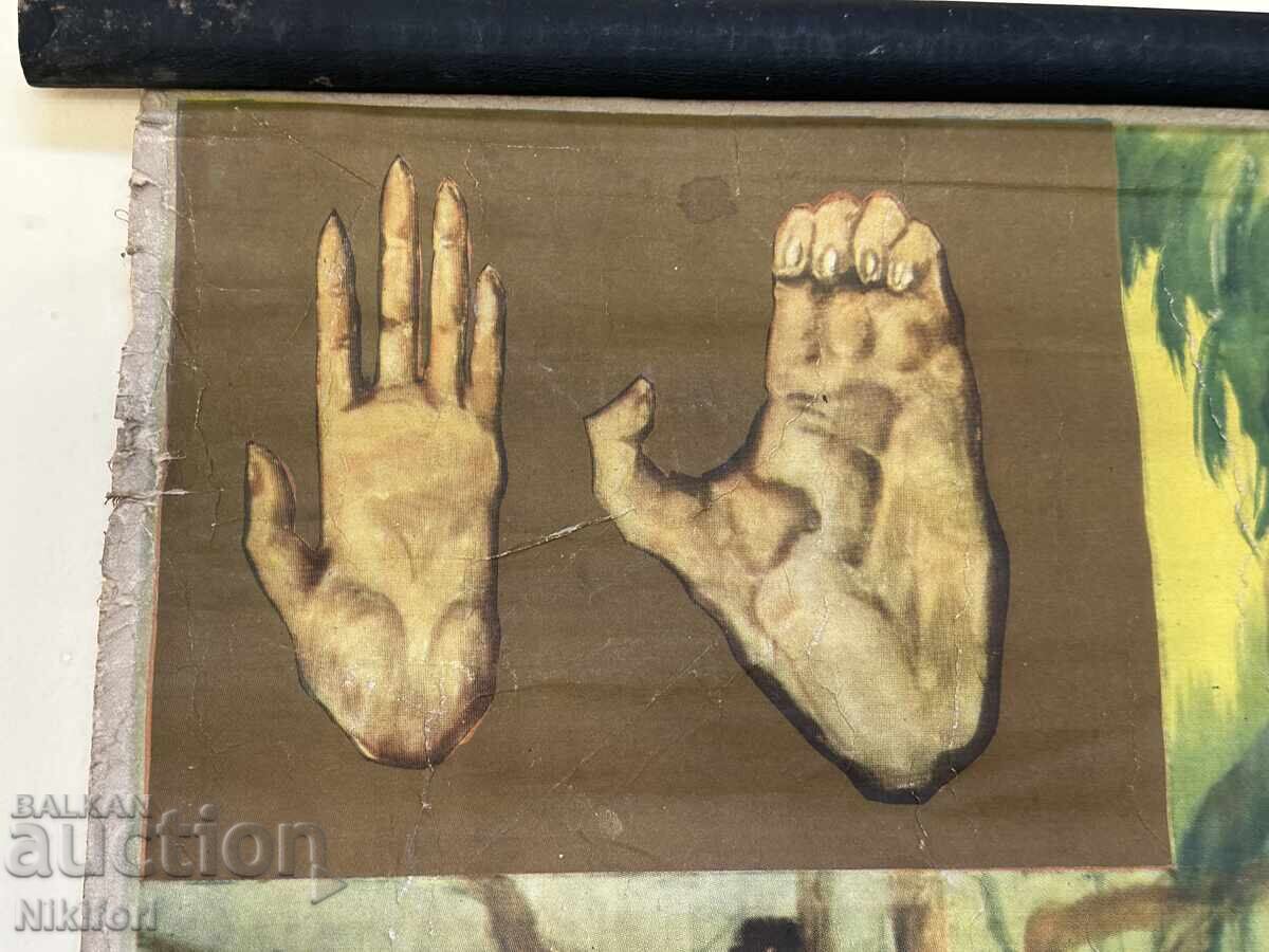 Δημοπρασία Σοσιαλιστικό Εκπαιδευτικό Πόστερ Πίνακας Χιμπατζής