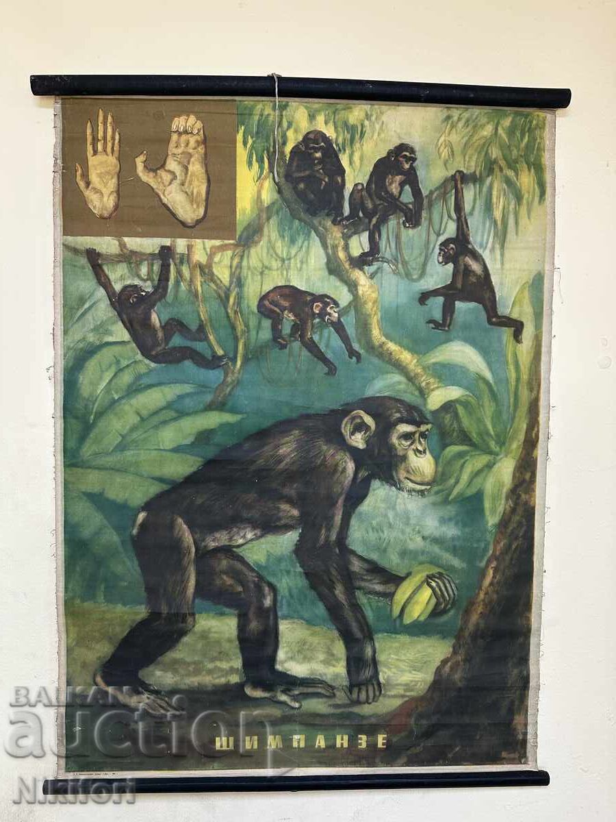 Σοσιαλιστικό Εκπαιδευτικό Πόστερ Πίνακας Χιμπατζής