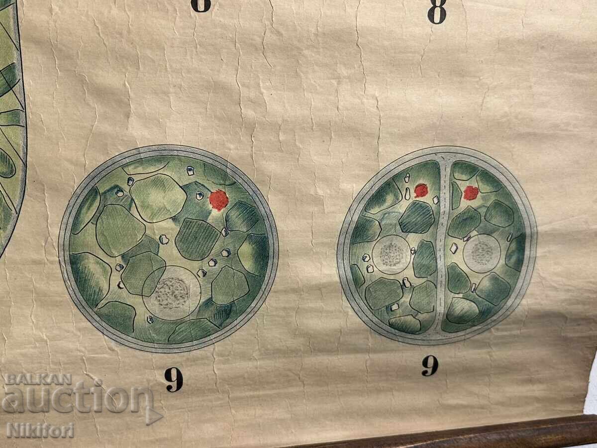 Σοσιαλιστικό Εκπαιδευτικό Πίνακας Πλάκα Ευγλένα με τιμή 65.00 BGN | € 33.23