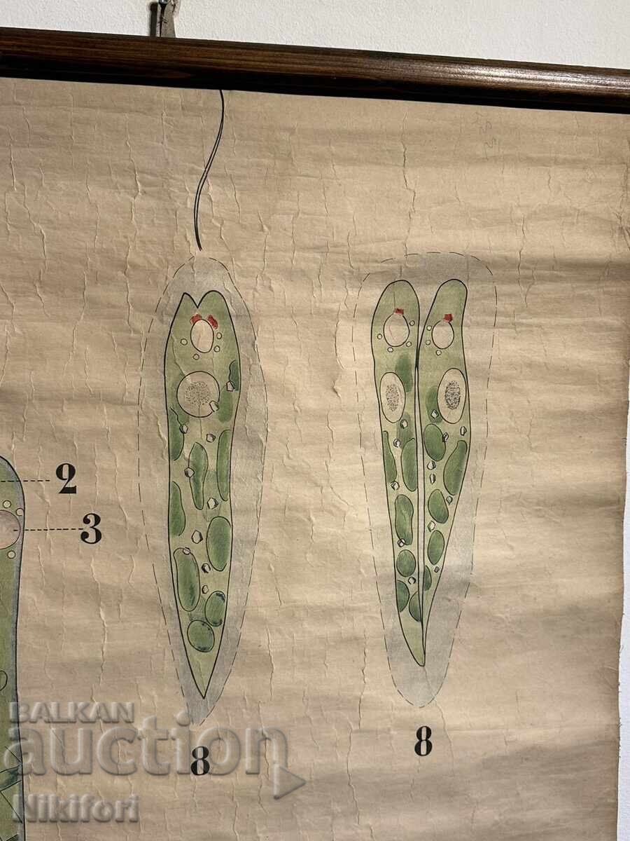 Παράδοση Σοσιαλιστικό Εκπαιδευτικό Πίνακας Πλάκα Ευγλένα