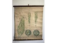 Σοσιαλιστικό Εκπαιδευτικό Πίνακας Πλάκα Ευγλένα