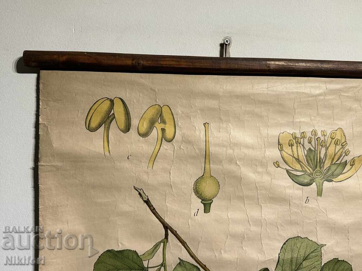 Social Educational Poster Board Linden Flower Device with price € 30.00 | 58.67 BGN