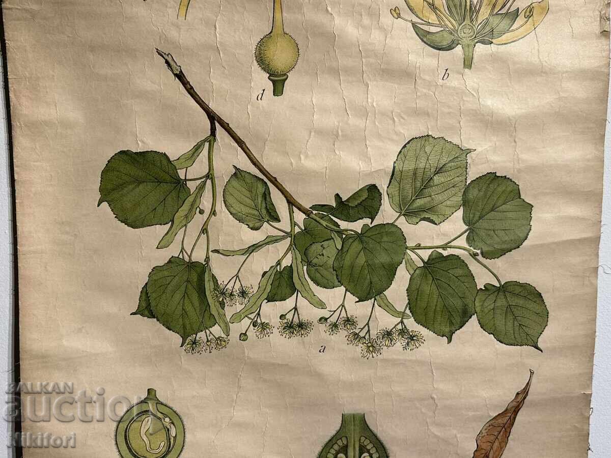 Аукцион Соц Учебен Плакат Табло Липов Цвят Устройство