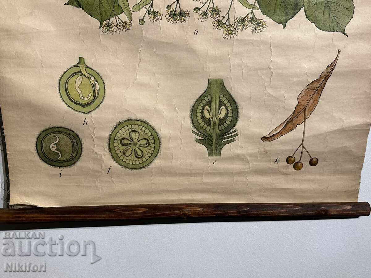 Доставка на Соц Учебен Плакат Табло Липов Цвят Устройство