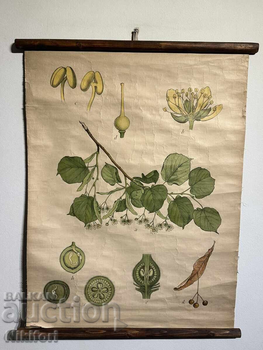 Соц Учебен Плакат Табло Липов Цвят Устройство