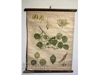 Соц Учебен Плакат Табло Липов Цвят Устройство