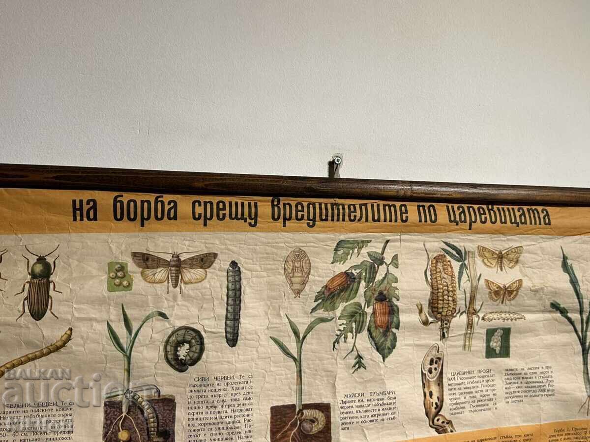 Соц Учебен Плакат Табло Вредители по Царевицата с цена € 33.00 | 64.54 лв. Соц Учебен Плакат Табло Вредители по Царевицата с цена € 33.00 | 64.54 лв.