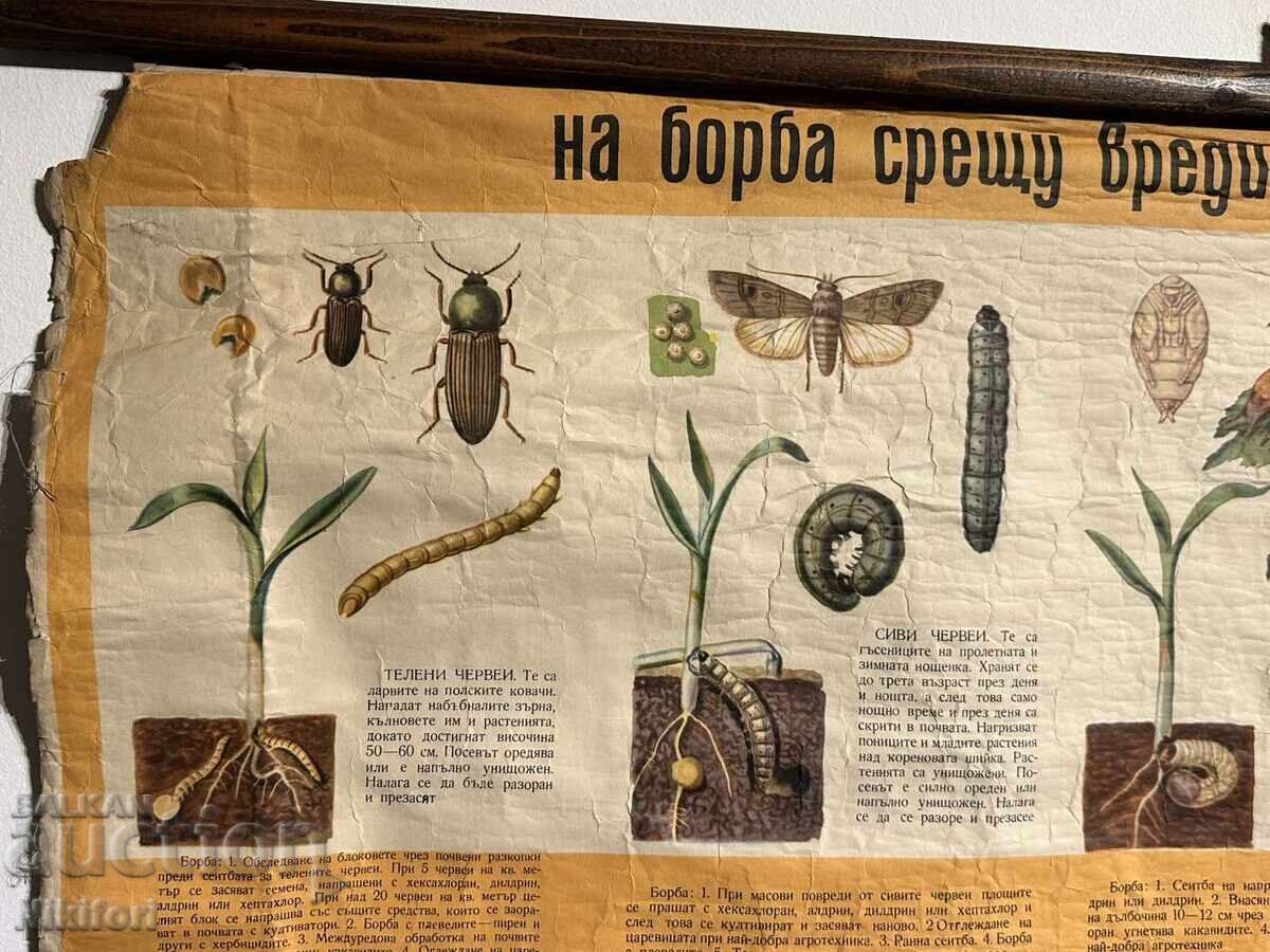 Аукцион Соц Учебен Плакат Табло Вредители по Царевицата Аукцион Соц Учебен Плакат Табло Вредители по Царевицата