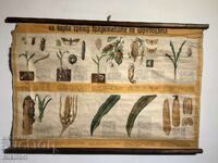 Planșă didactică socială: Dăunători ai porumbului