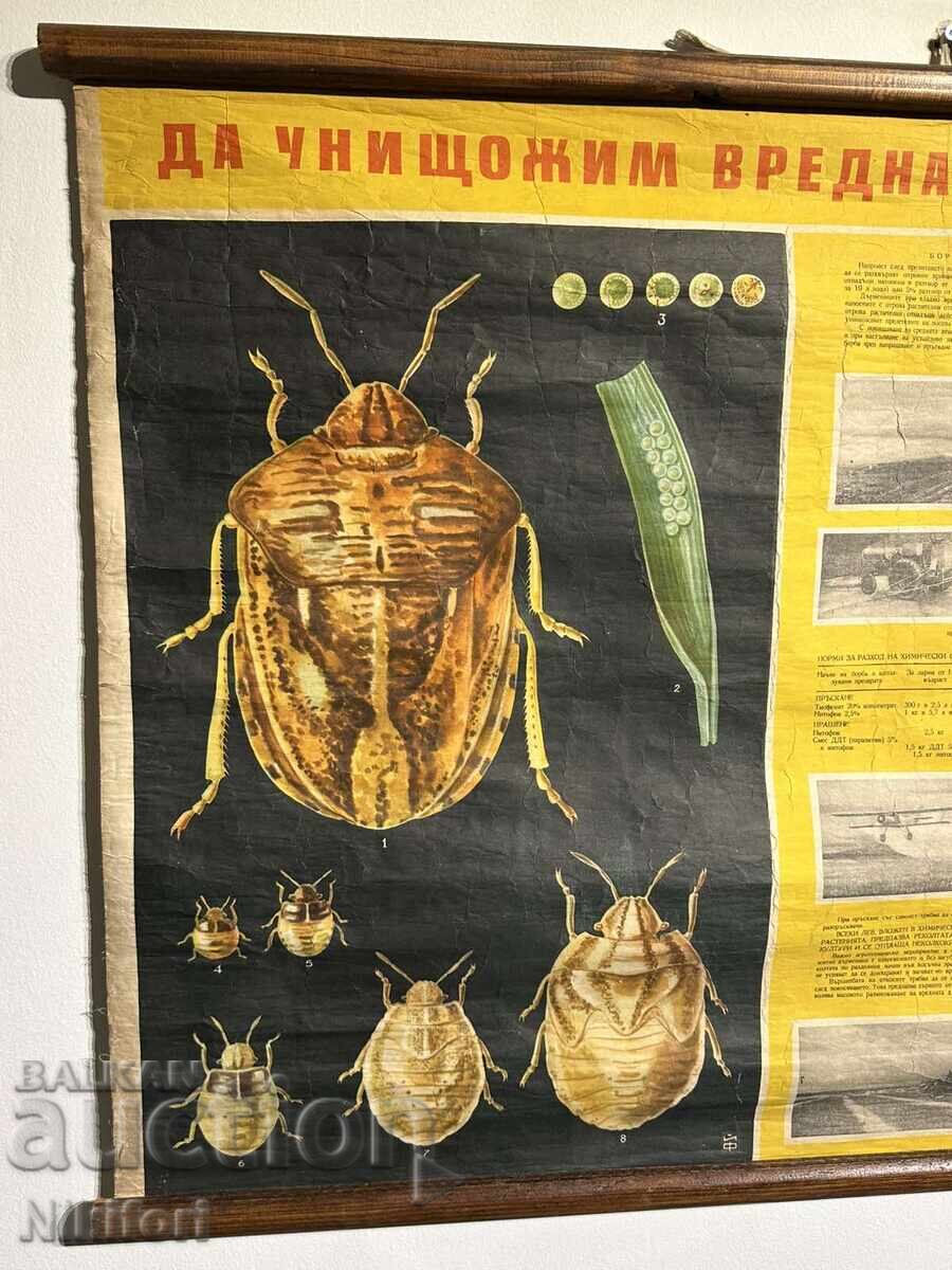 Planșă didactică socială Gândacul de cereale 1964 cu preț 85.00 BGN | € 43.46 Planșă didactică socială Gândacul de cereale 1964 cu preț 85.00 BGN | € 43.46