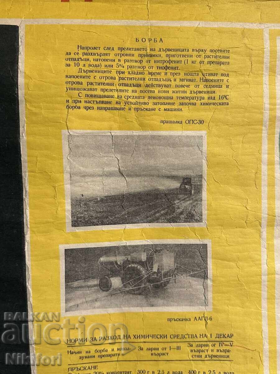 Licitație Planșă didactică socială Gândacul de cereale 1964 Licitație Planșă didactică socială Gândacul de cereale 1964