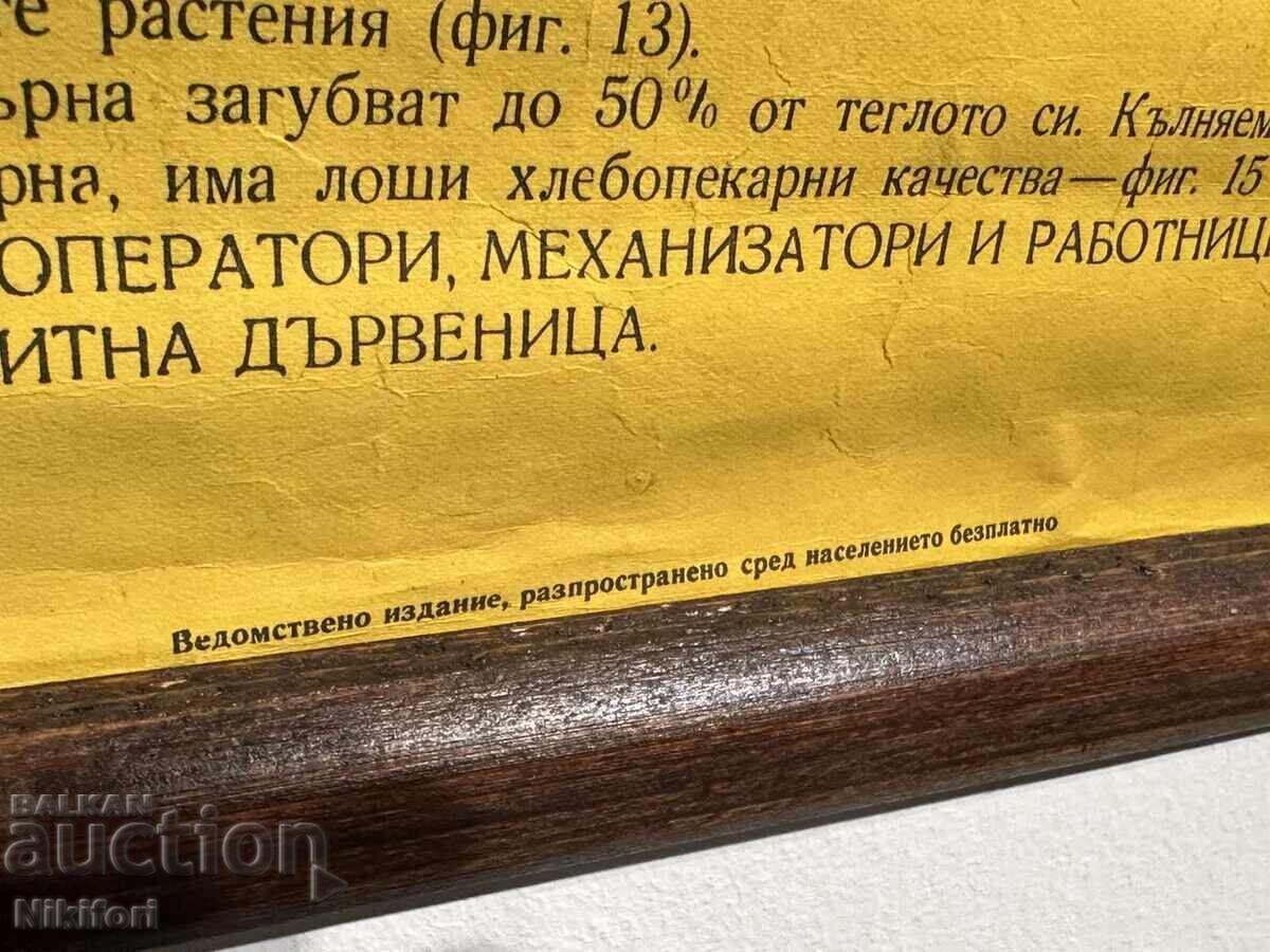 Planșă didactică socială Gândacul de cereale 1964 - 5 Planșă didactică socială Gândacul de cereale 1964 - 5