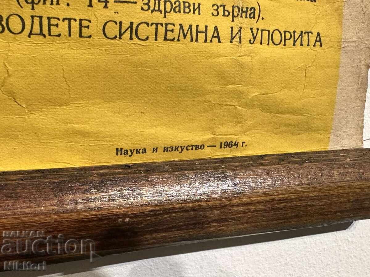 Planșă didactică socială Gândacul de cereale 1964 - 6 Planșă didactică socială Gândacul de cereale 1964 - 6