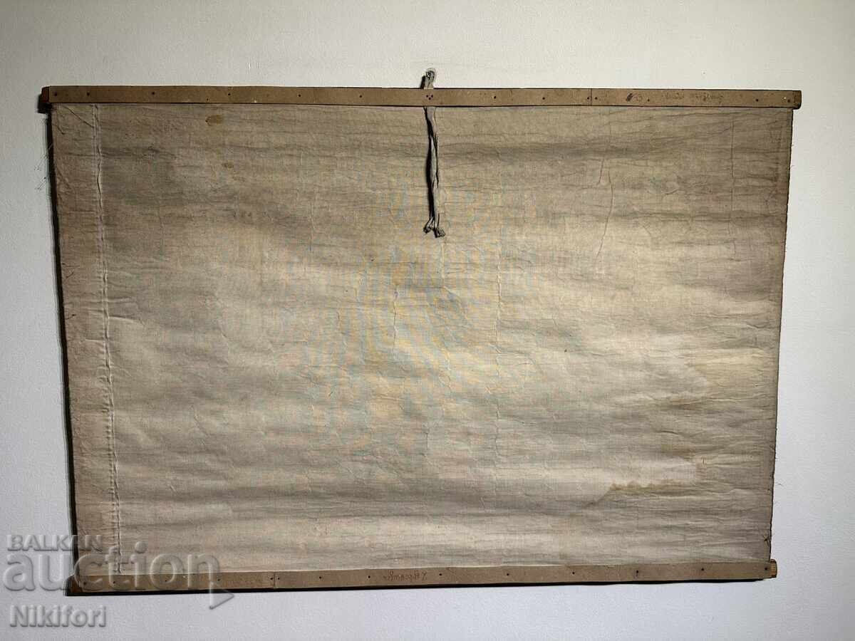 Planșă didactică socială Gândacul de cereale 1964 - 7 Planșă didactică socială Gândacul de cereale 1964 - 7