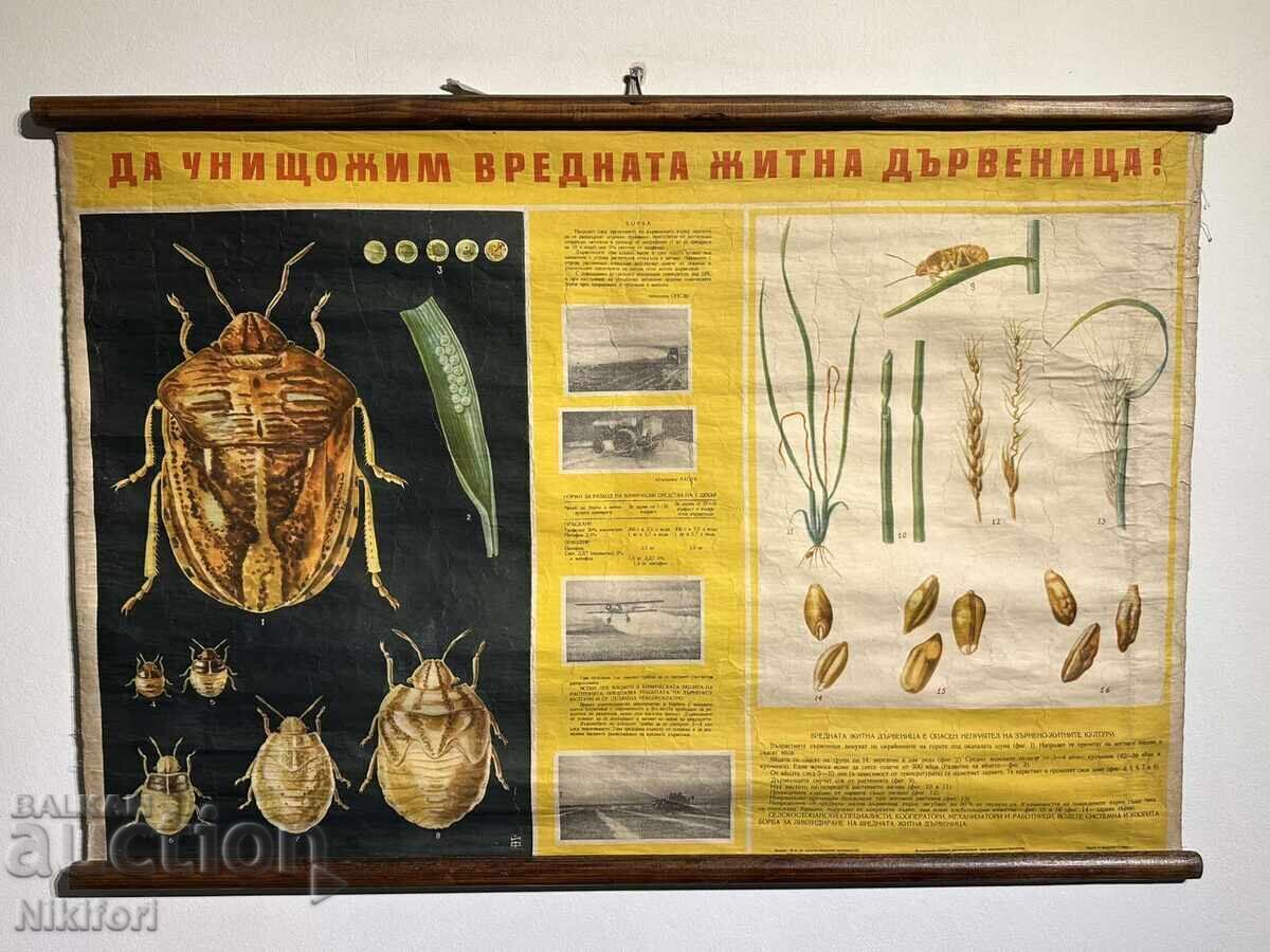 Planșă didactică socială Gândacul de cereale 1964 Planșă didactică socială Gândacul de cereale 1964