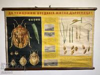 Planșă didactică socială Gândacul de cereale 1964