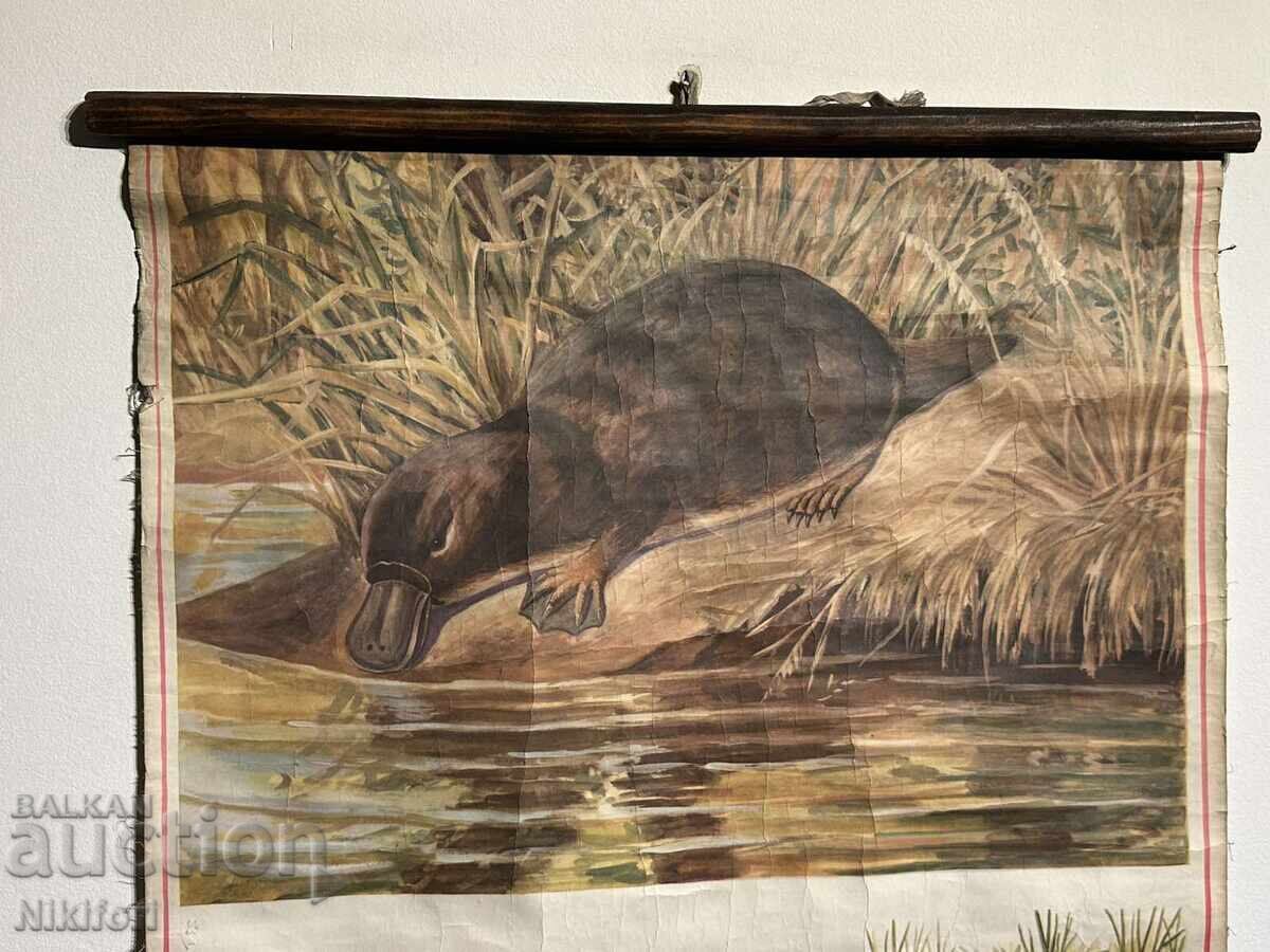 Social Educational Poster Board Platypus with price € 30.00 | 58.67 BGN Social Educational Poster Board Platypus with price € 30.00 | 58.67 BGN