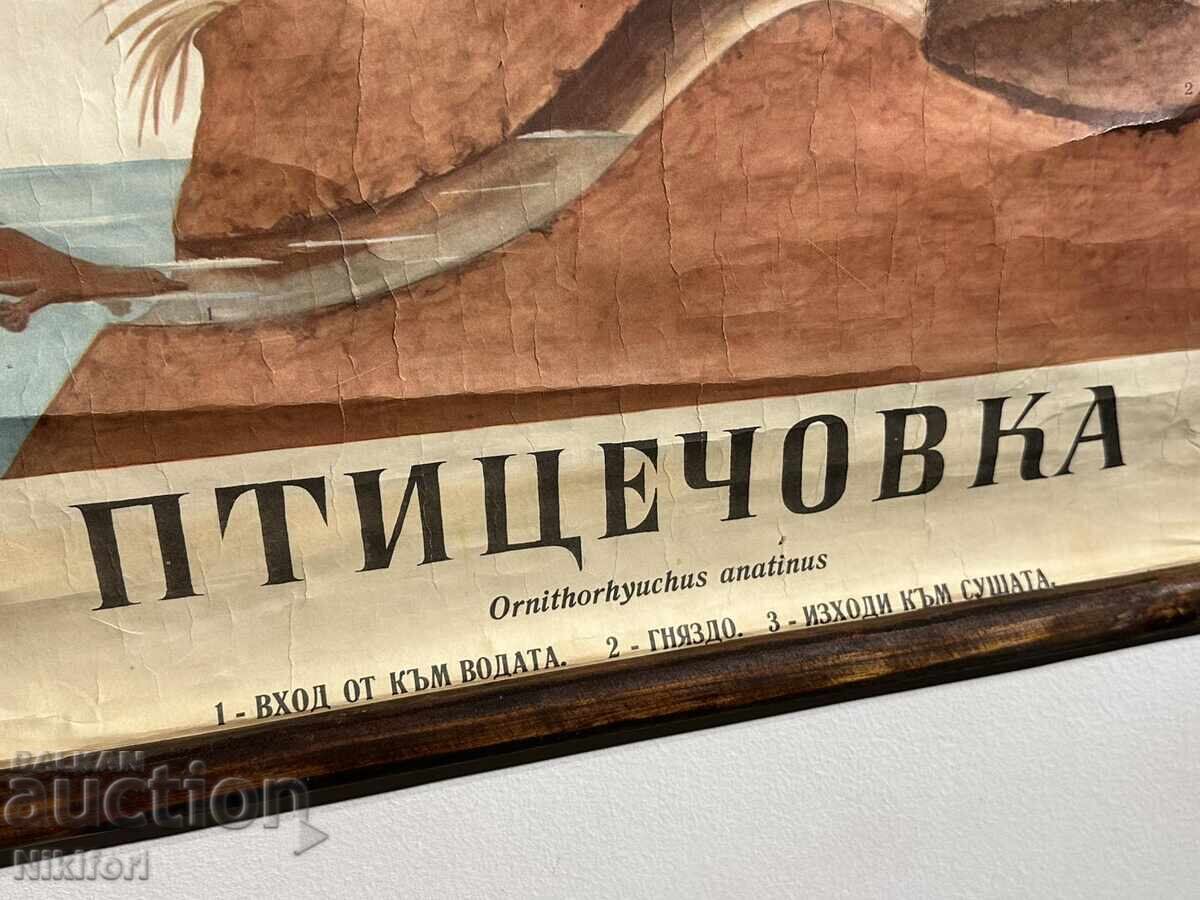 Licitație Planșă Educativă Socială Ornitorinc