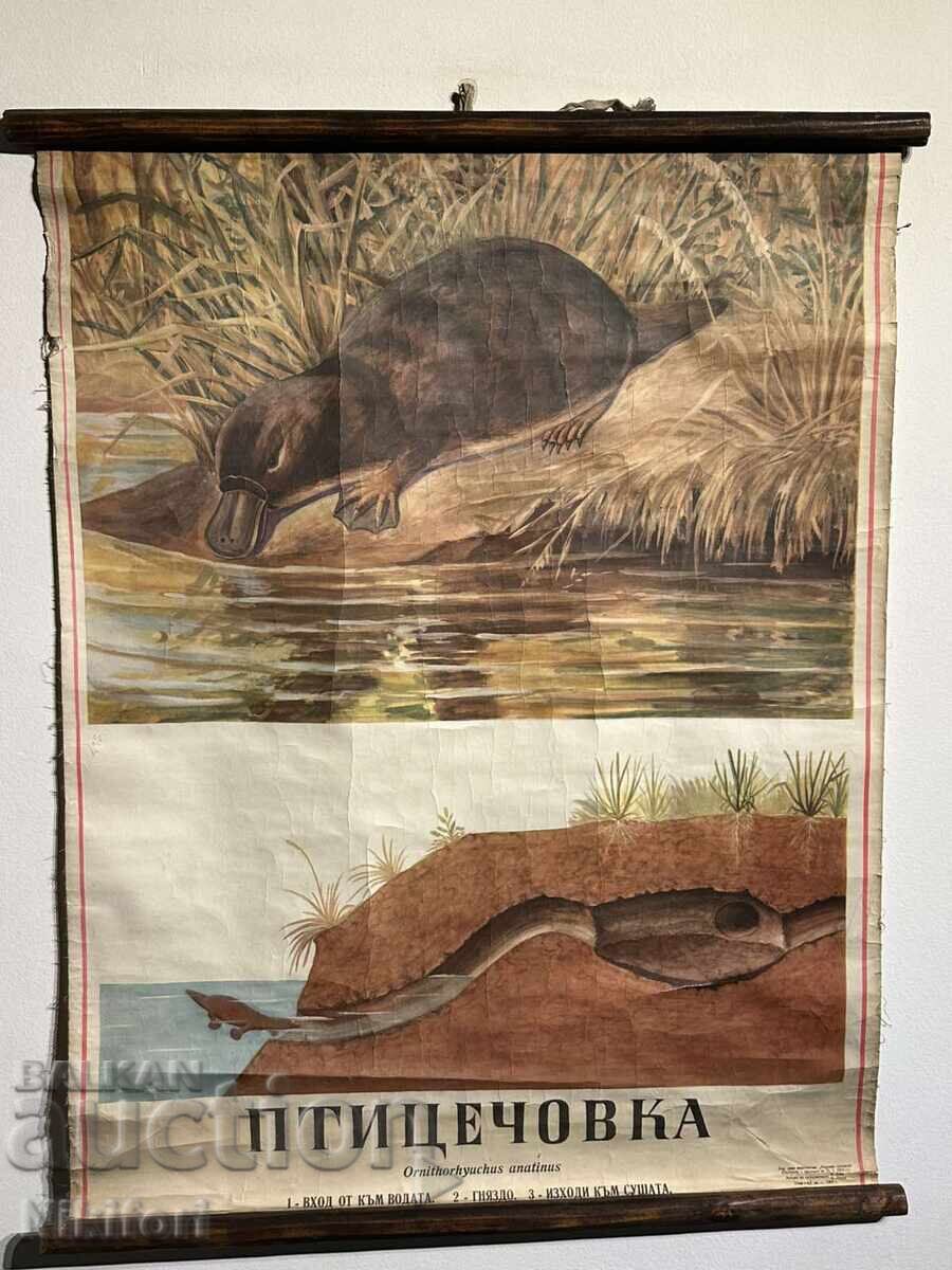 Planșă Educativă Socială Ornitorinc