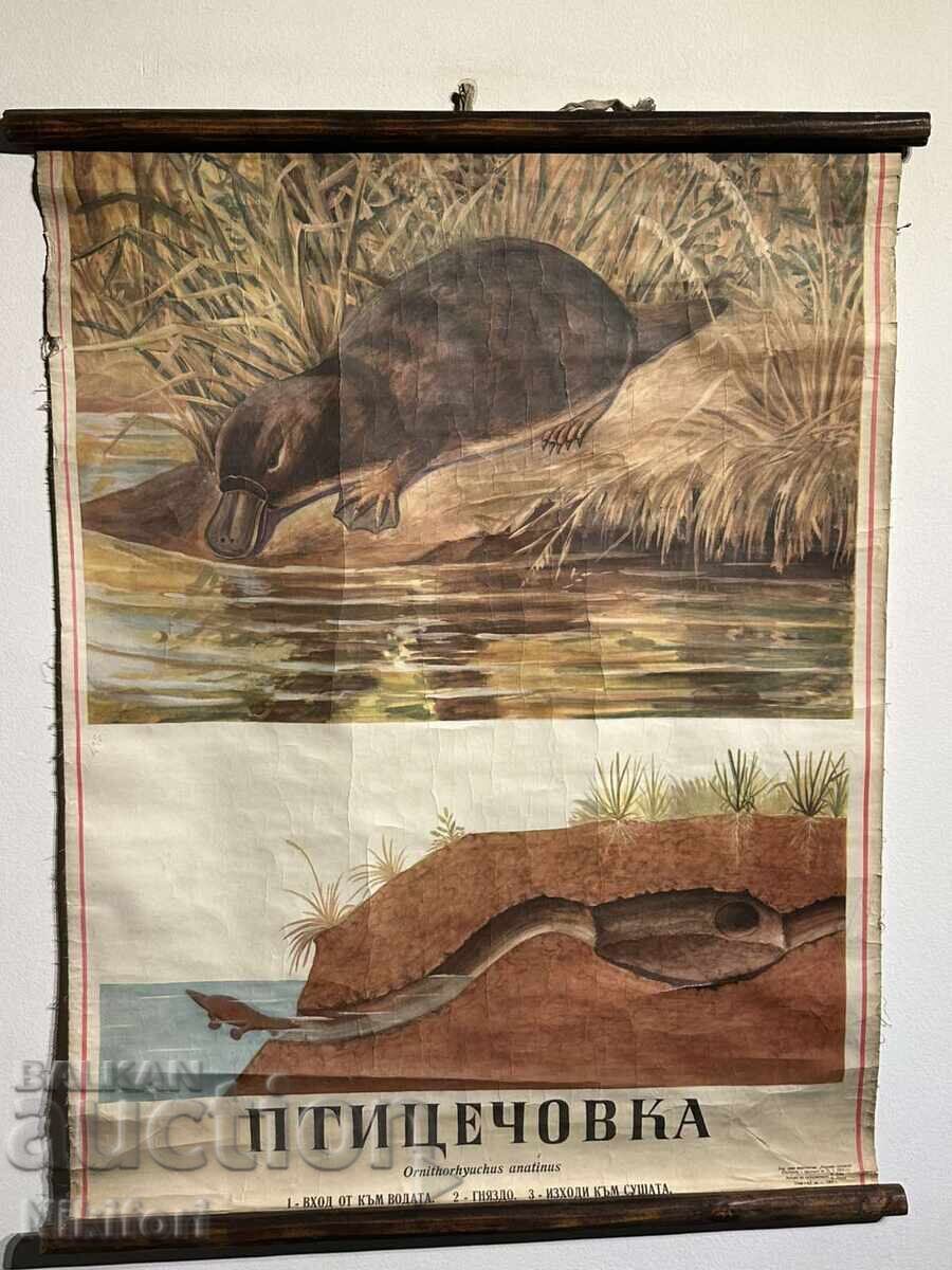 Social Educational Poster Board Platypus Social Educational Poster Board Platypus