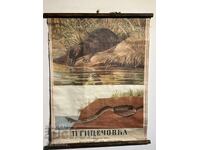 Κοινωνικό Εκπαιδευτικό Πόστερ Πίνακας Πλατύποδας