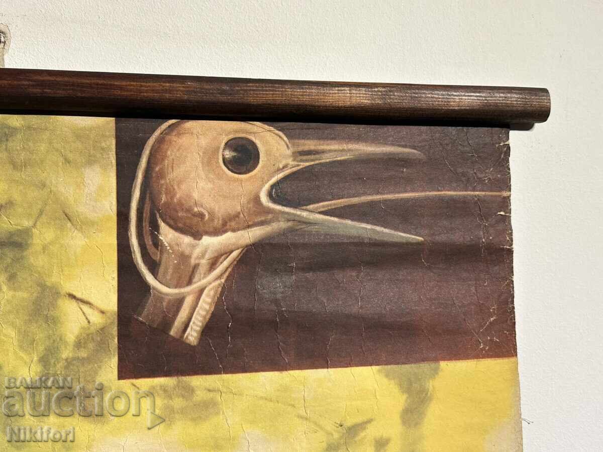 Σοσιαλιστικό Εκπαιδευτικό Πόστερ Πίνακας Δρυοκολάπτης με τιμή 65.00 BGN | € 33.23