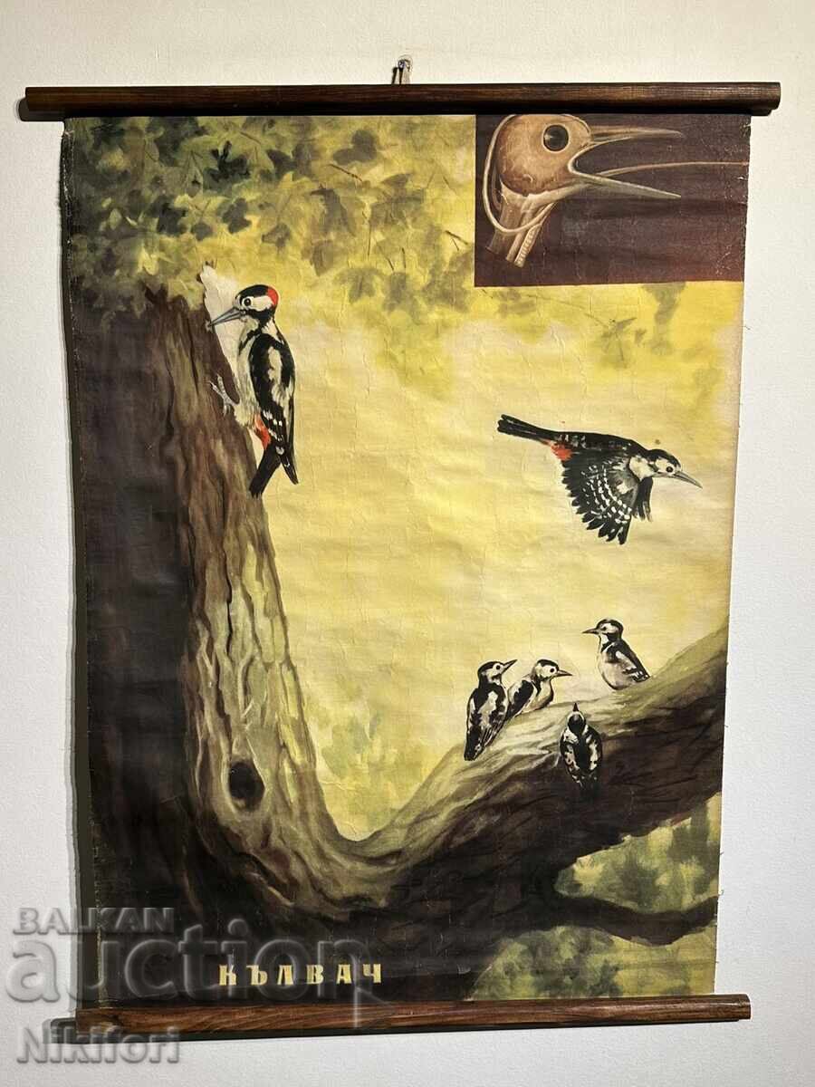 Σοσιαλιστικό Εκπαιδευτικό Πόστερ Πίνακας Δρυοκολάπτης