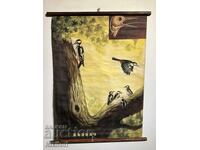 Соц Учебен Плакат Табло Кълвач