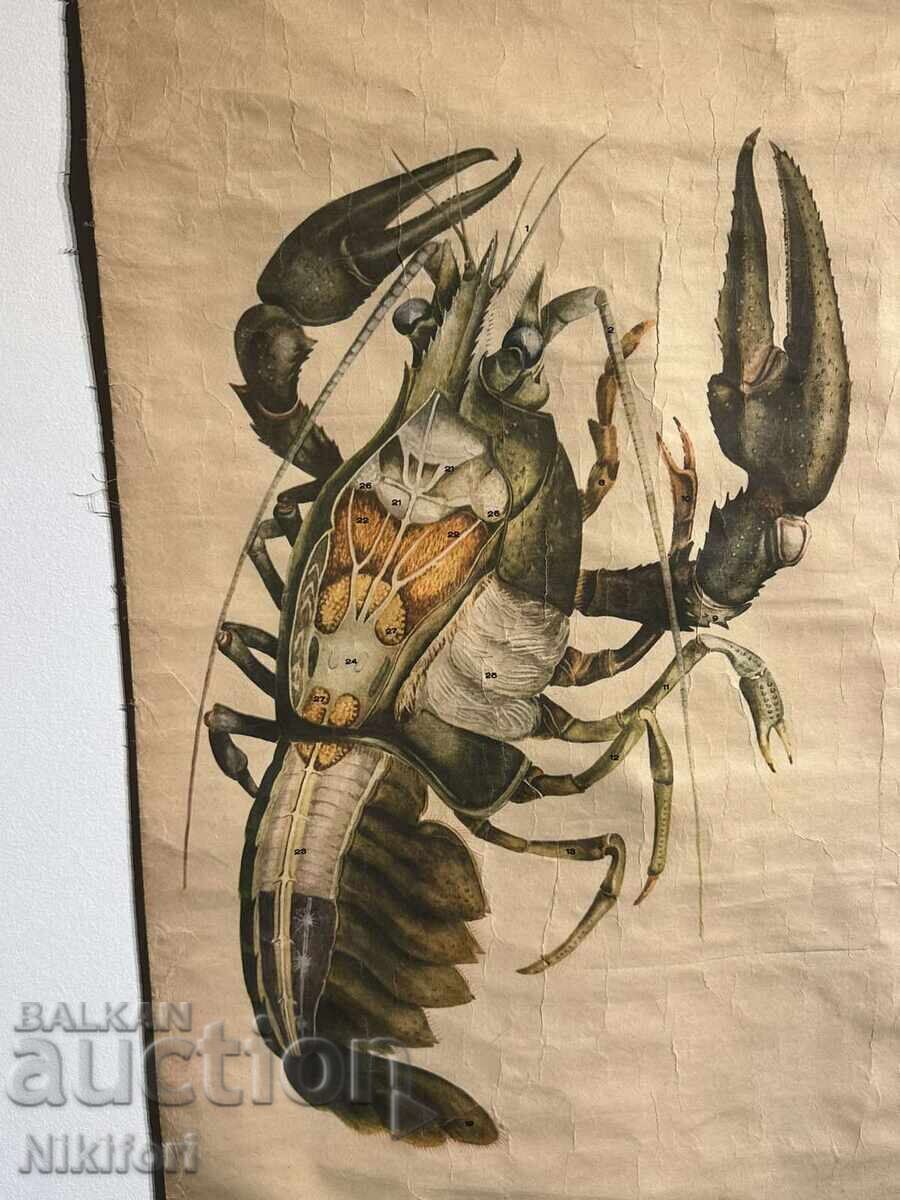 Social Educational Poster Board: River Cancer with price € 33.00 | 64.54 BGN