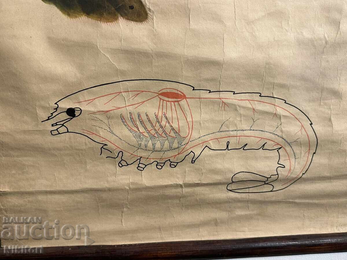 Auction  Social Educational Poster Board: River Cancer