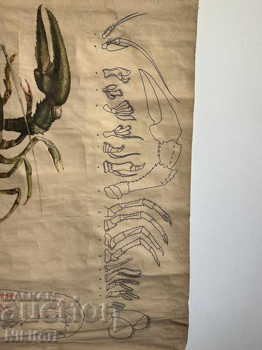 Παράδοση Σοσιαλιστικό Εκπαιδευτικό Πόστερ Πίνακας Ποταμίσιος Καρκίνος