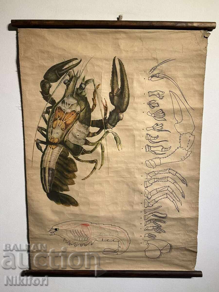 Σοσιαλιστικό Εκπαιδευτικό Πόστερ Πίνακας Ποταμίσιος Καρκίνος