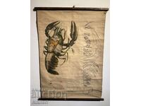 Planșă didactică socială Tablou Rac de râu