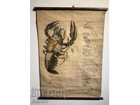 Соц Учебен Плакат Табло Речен Рак