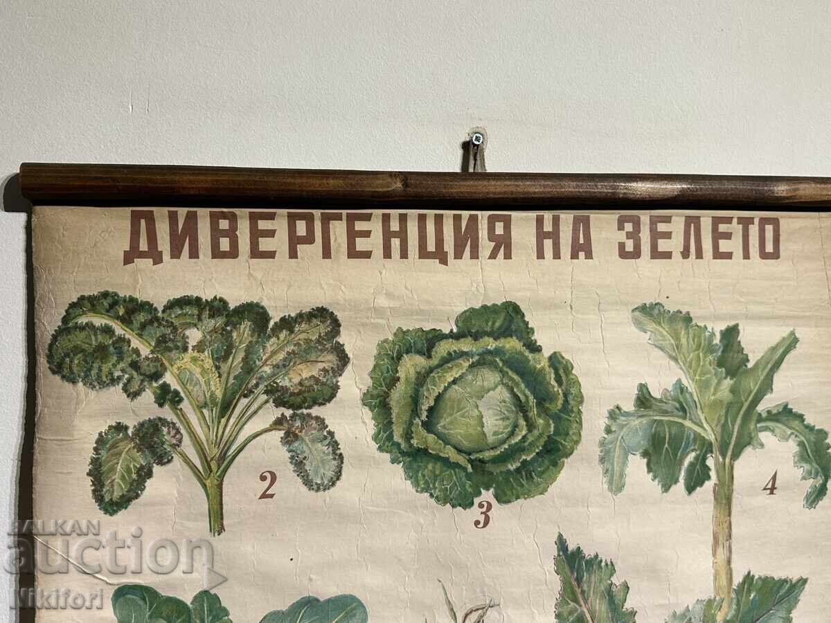 Social Educational Poster Board Divergence of Cabbage 1949 with price 85.00 BGN | € 43.46