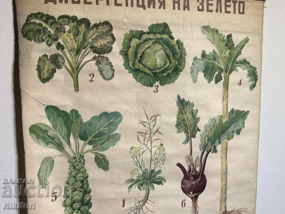 Auction Social Educational Poster Board Divergence of Cabbage 1949 Auction Social Educational Poster Board Divergence of Cabbage 1949