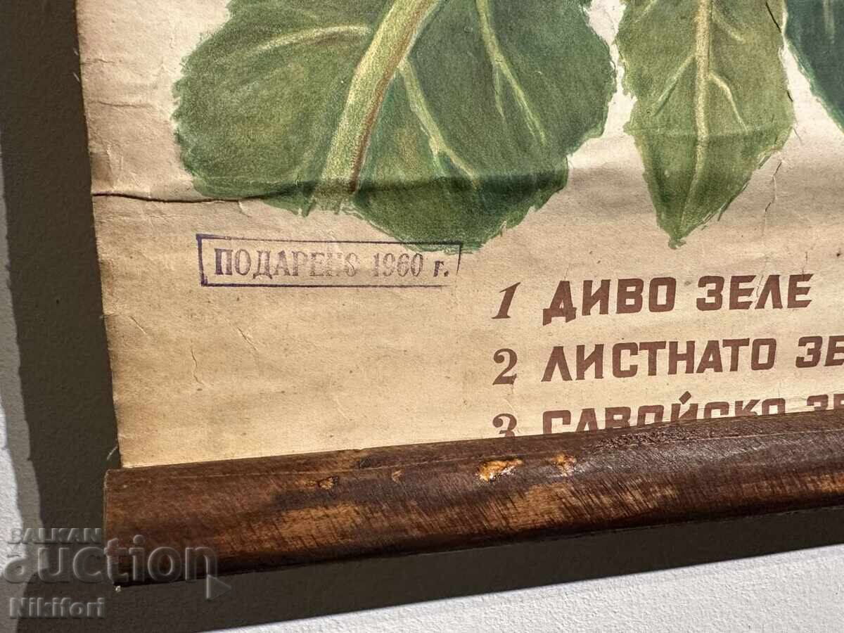 Delivery of Social Educational Poster Board Divergence of Cabbage 1949 Delivery of Social Educational Poster Board Divergence of Cabbage 1949