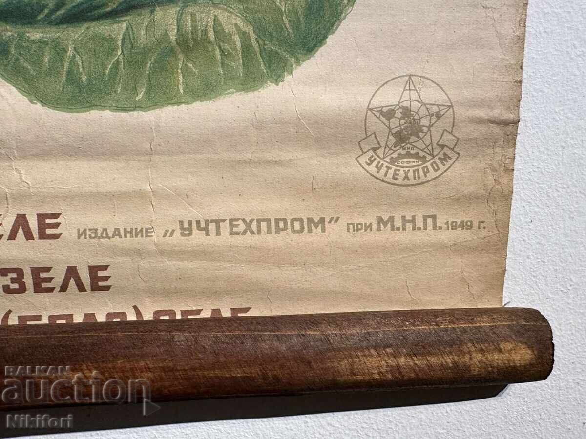 Social Educational Poster Board Divergence of Cabbage 1949 - 5